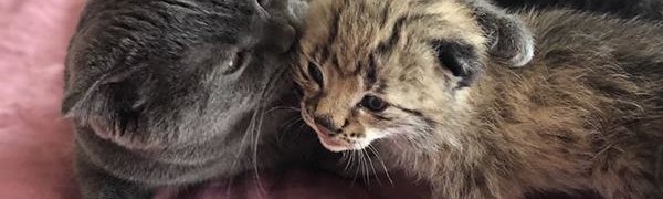 В приморском зоопарке кошка выкормила детёныша рыси