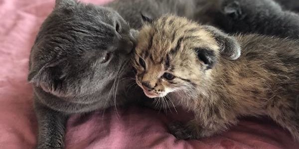 В приморском зоопарке кошка выкормила детёныша рыси