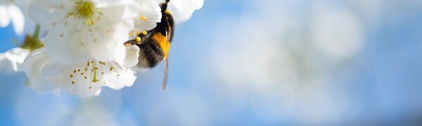 Что такое «запах весны» и откуда он берется