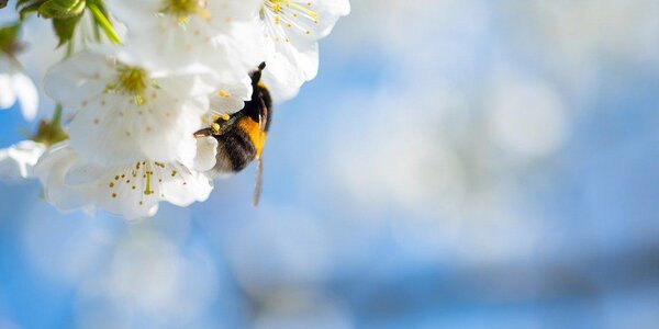 Что такое «запах весны» и откуда он берется