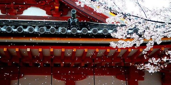 В Шанхае на 10 дней раньше срока зацвела сакура