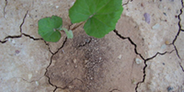 Китай страдает без дождей