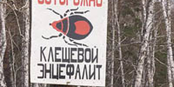 В этом году укус клеща унес жизни троих приморцев