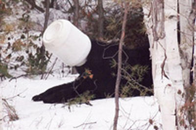 Канадцы пришли на помощь медведю с банкой на голове