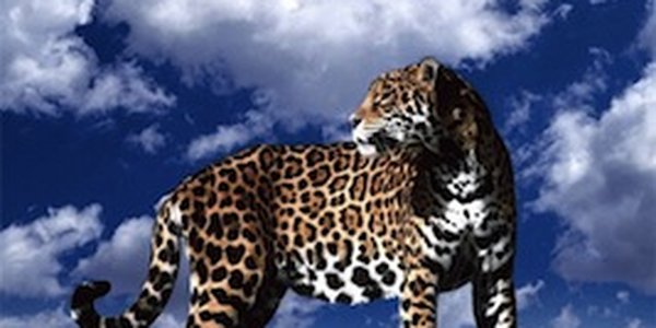 В Индии леопард растерзал 13 человек