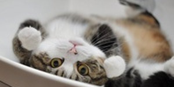 День кошки в Японии