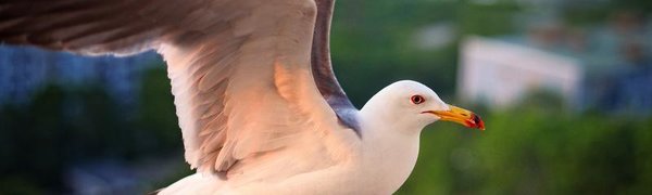 Неужели чайки наносят вред окружающей среде?