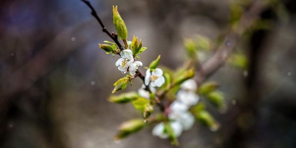 Кратковременные дожди и грозы ожидаются в Приморье