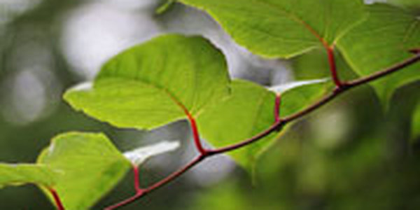 Очередное «непогодное» утро опустилось на Владивосток  (ФОТО)