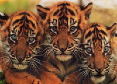 Популяция тигров сохранилась и растет только в Приморье