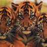 Популяция тигров сохранилась и растет только в Приморье