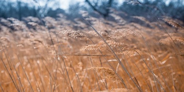 Дневные температуры воздуха в Приморье будут постепенно повышаться