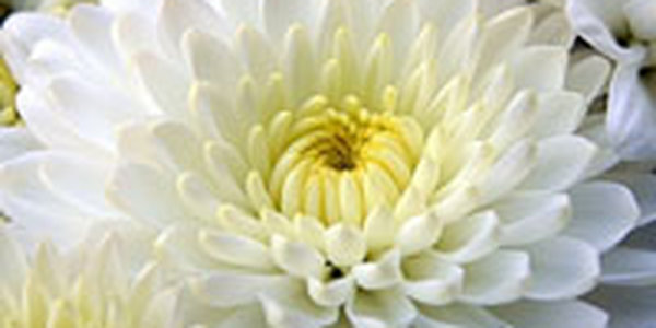 Партию зараженных хризантем уничтожил Россельхознадзор