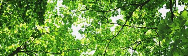 Растения помогли замедлить глобальное потепление