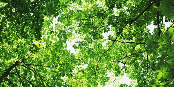 Растения помогли замедлить глобальное потепление