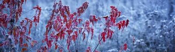 Потепление начнётся в Приморье в четверг