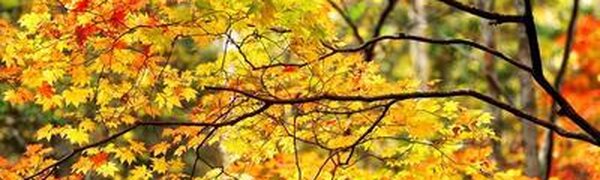 Тёплая и сухая погода ожидается в Приморье на выходных