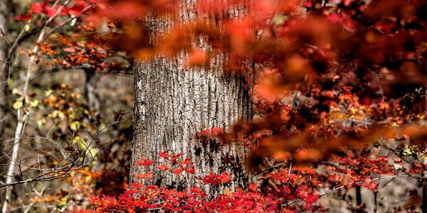 Хорошая погода ожидается в Приморье в предпоследние выходные октября