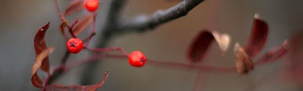 Синоптики озвучили прогноз погоды на рабочую неделю