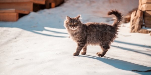 В ближайшие дни рождественские морозы в Приморье ослабеют