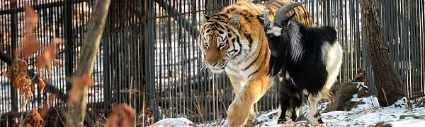 Амур и Тимур научились вместе играть в мяч (ВИДЕО)