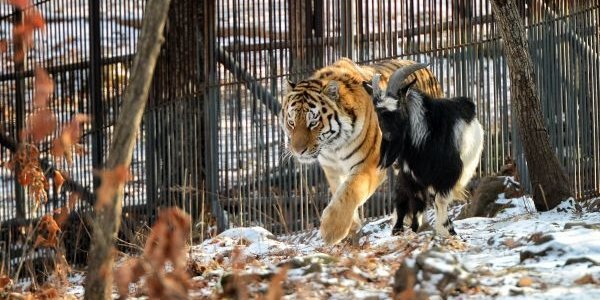 Амур и Тимур научились вместе играть в мяч (ВИДЕО)