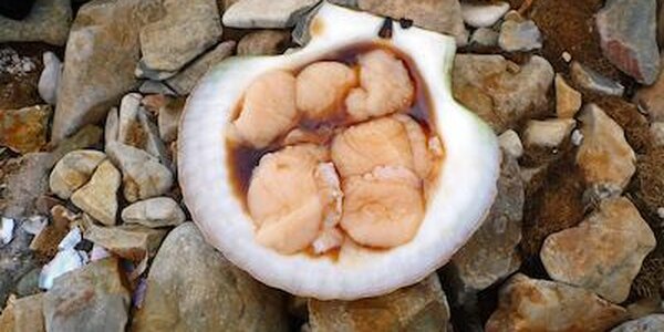 Рыболовам-любителям в Приморье разрешили добывать по 10 гребешков в сутки