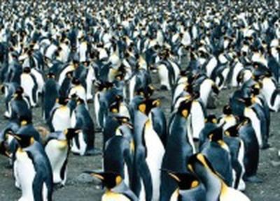 Перепись пингвинов проводится на  Фолклендских островах