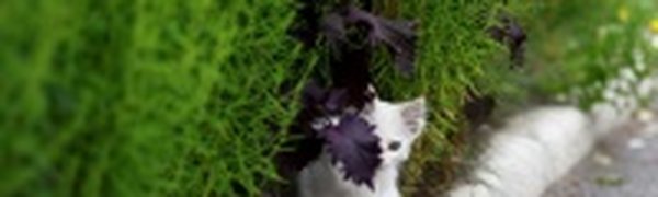 До свиданья, лето