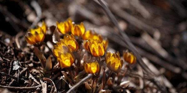 Каким будет март в Приморье
