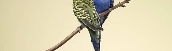 Учёные назвали признаки настоящей любви