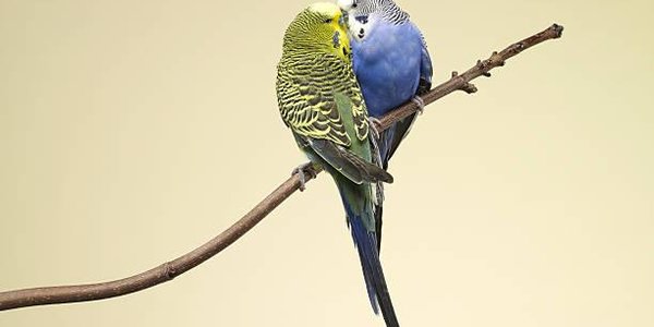 Учёные назвали признаки настоящей любви