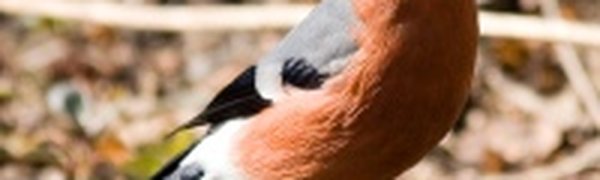 Птицы против 1 апреля - шутки кончились!