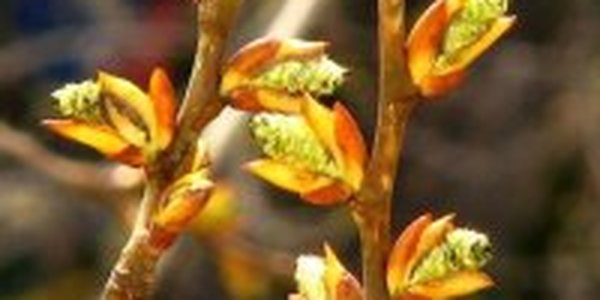 Какой будет погода на выходных в Приморье?