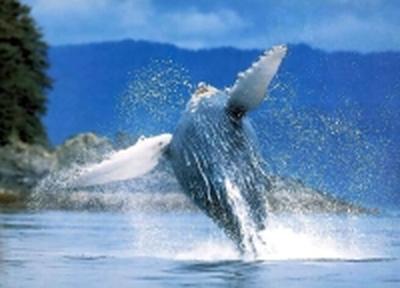 «Роснефть» попросили оставить серых китов в покое