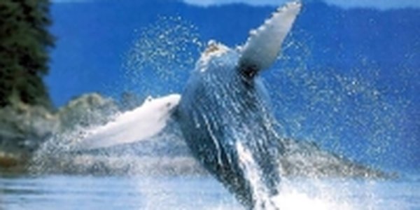 «Роснефть» попросили оставить серых китов в покое