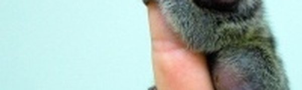 В бразильских тропиках обнаружена самая маленькая обезьянка