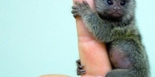 В бразильских тропиках обнаружена самая маленькая обезьянка