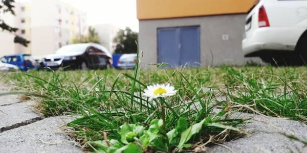 Владивостокцев штрафуют за парковку на газонах