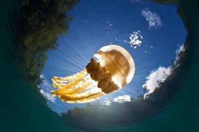 В уникальном Озере Медуз заканчиваются медузы