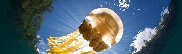 В уникальном Озере Медуз заканчиваются медузы