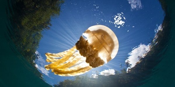 В уникальном Озере Медуз заканчиваются медузы