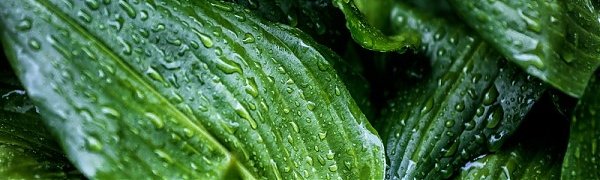 Погода в Приморье в выходные дни будет капризной