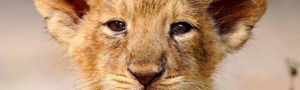 В зоопарке в Ростовской области родился лигр