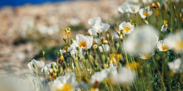 Сегодня в Приморье воздух прогреется до +32 °С