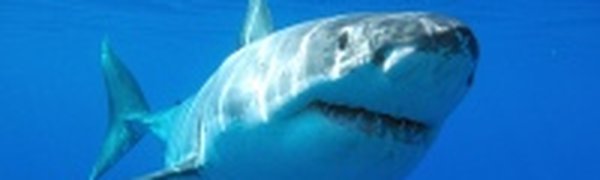 Акула, пойманная в Приморье, не опасна