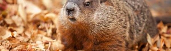 Канадский сурок-синоптик умер накануне Дня сурка