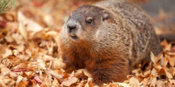 Канадский сурок-синоптик умер накануне Дня сурка