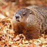 Канадский сурок-синоптик умер накануне Дня сурка