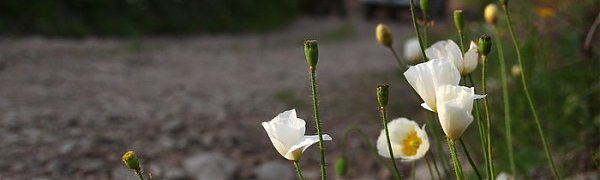 Ливни и грозы вновь накроют Приморье